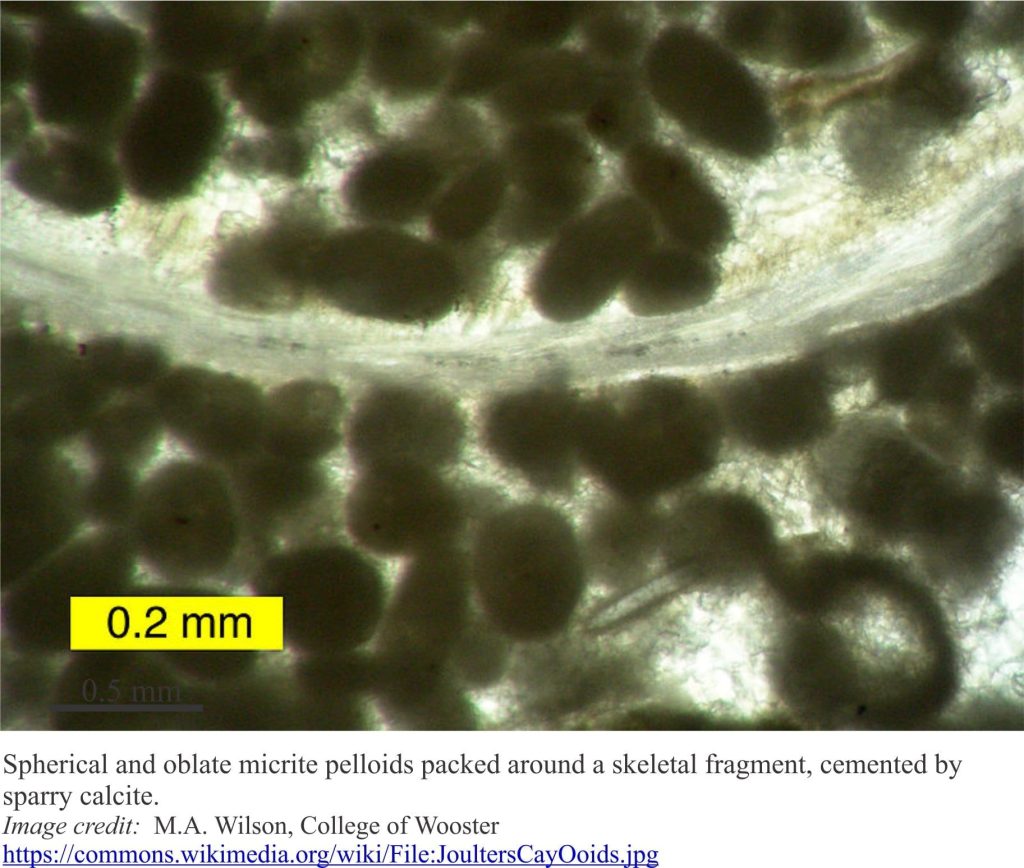 Micrite peloids packed around a skeletal fragment, cemented by sparry calcite