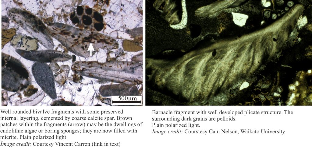 Left: micrite-filled borings in a bivalve fragment. Right: barnacle fragment showing good plicate structure