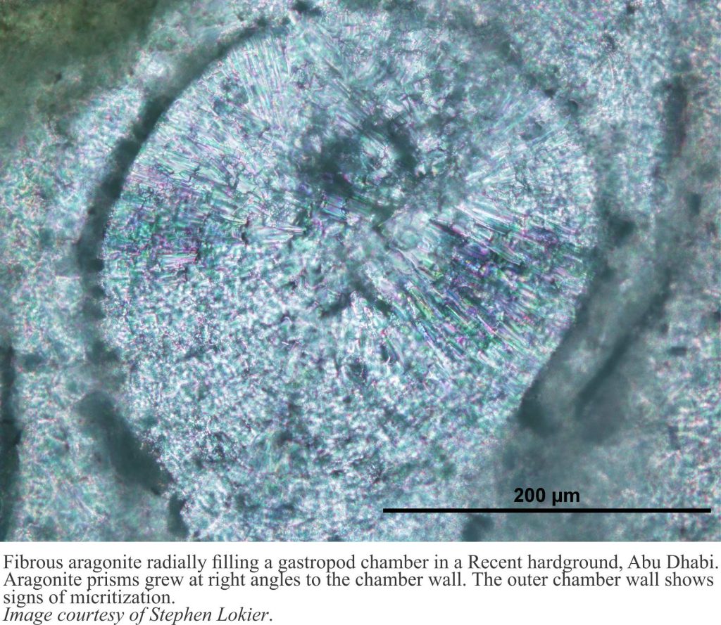 Fibrous aragonite cement filling a gastropod whorl, Abu  Dhabi coast.