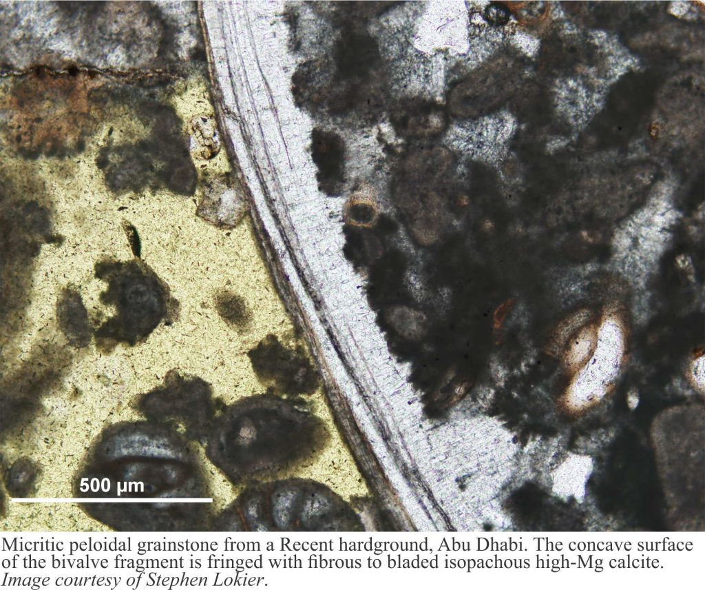 Iisopachous scalenohedral calcite fringe cement on a bivalve; cool-temperate water conditions, NZ