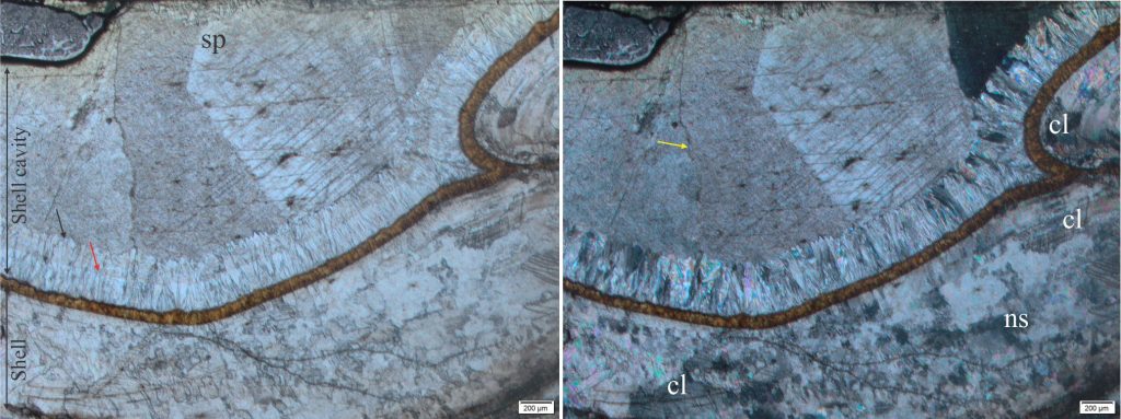 Comparison of cement and neomorphic fabrics in the same sample from a Jurassic mollusc (Bowser Basin). The shell cavity (indicated by double arrow) contains an isopachous rim of scalenohedral calcite cement (black arrow) that contains traces of progressive cement crystal growth (pale brown inclusions - red arrow). The crystal terminations are sharp and not recrystallized. The overlying cement is coarse calcite spar (sp) - note the relatively straight crystal face contacts. There may be minor recrystallization along some crystal edges (yellow arrow). Calcium carbonate in the actual shell shows typical neomorphic textures (ns), primarily as irregular crystal contacts and an irregular distribution of crystal sizes. Relict crossed lamellar structure in the shell is preserved (cl). The marked differences in recrystallization between the shell and cavity cements may be related to an original aragonite shell.