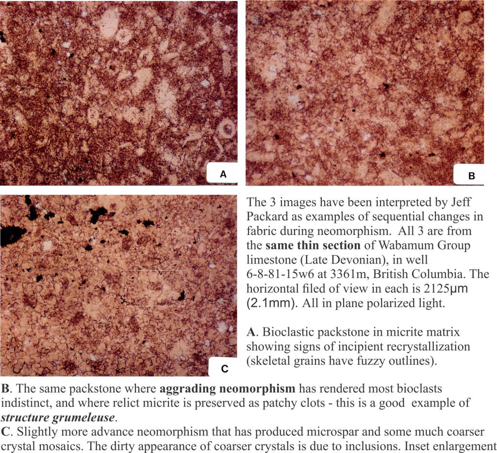 Thin section images of different stages of neomorphic fabric development in Devonian packstone