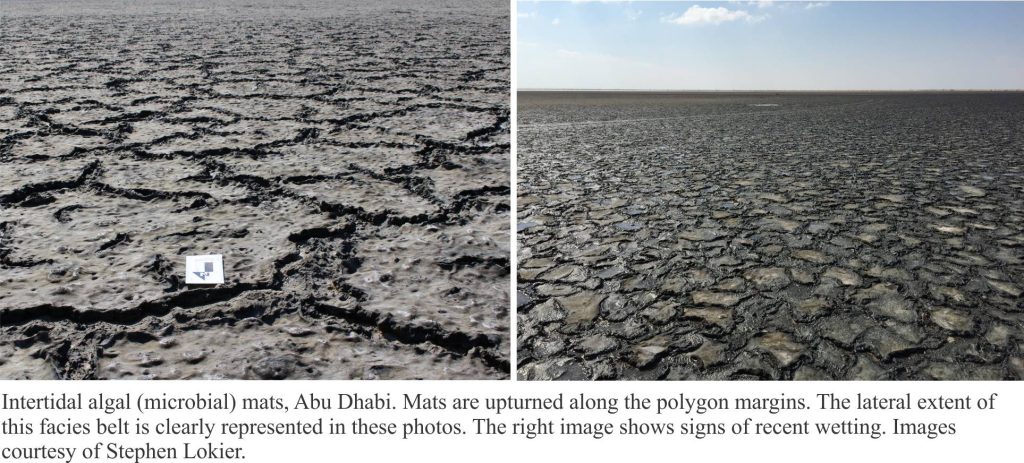 sabkha algal-microbial mats