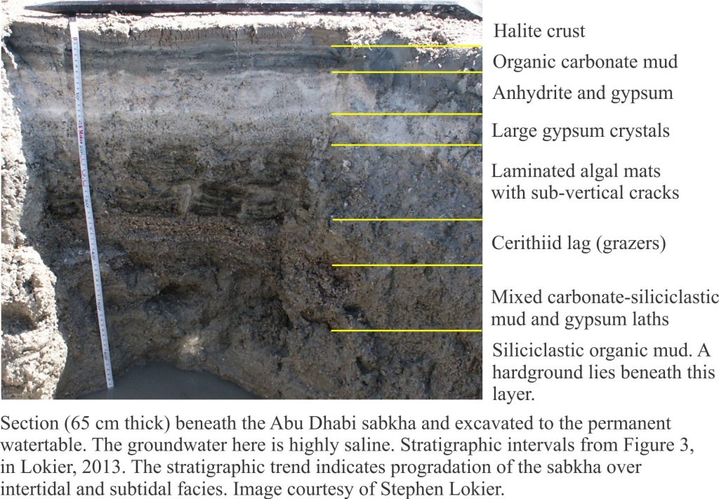 sabkha stratigraphy