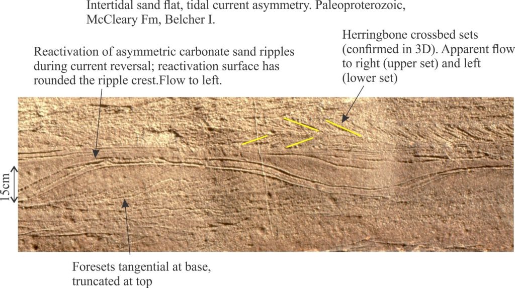 Reactivation surfaces, preserved lee and stoss slope, and herringbone crossbed in tidal deposit