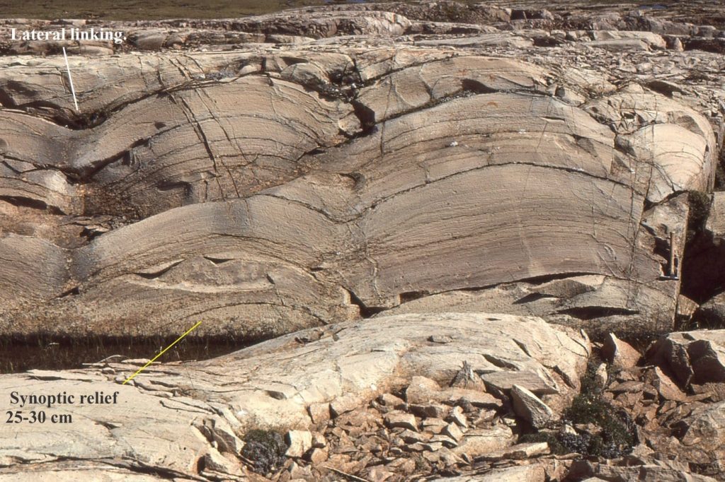 Smaller-scale domes superposed on the large reef structures, are simple, laterally linked laminates, having synoptic relief in the range 20-30 cm. (hammer centre right). Eastern Tukarak 