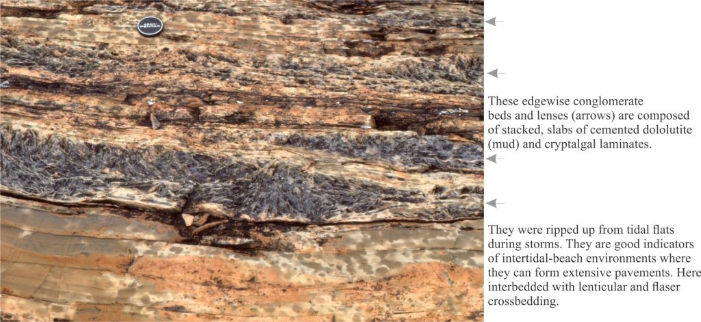 Cross-section of tabular beds and lenses of edgewise conglomerate, interbedded with lenticular crossbedded grainstone. Conglomerate slabs consist of early cemented carbonate mud and cryptalgal laminates, probably ripped up during storm surges. Bedding views of the conglomerate show them to have formed extensive pavements.