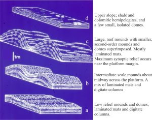 Three-dimensional reconstruction of Mavor platform mounds, from shallow subtidal laminates at the base, to high relief mounds at the platform margin. The stratigraphic section corresponds to that shown in the aerial view. Total stratigraphic thickness here is 244m.