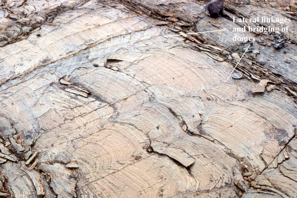 Shallow subtidal, relatively simple, laterally linked and bridged mounds with synoptic relief of a few centimetres.