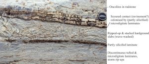 Partly silicified microdigitate mats overlying a pavement of edgewise lutite slabs, or beach rosettes. Grainstone above contains mat rip-ups and pisoliths. McLeary Fm.