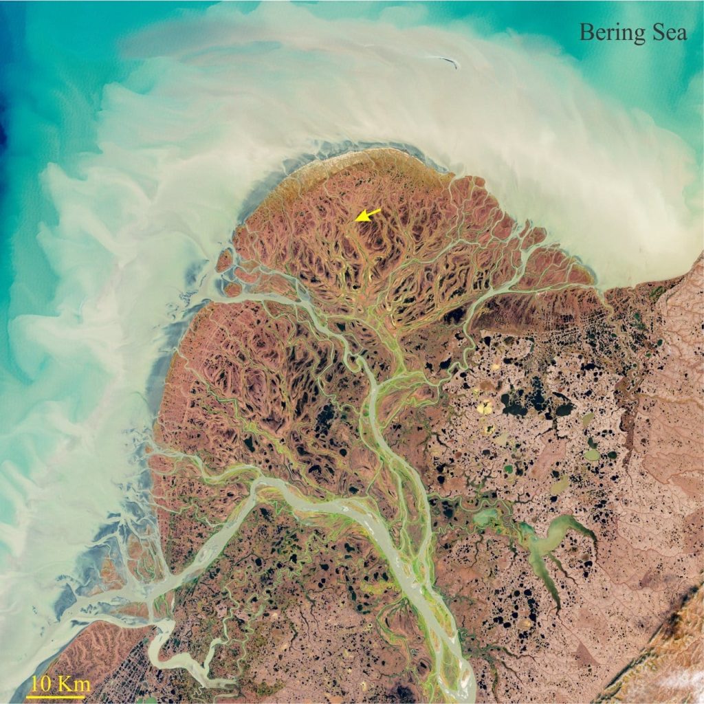 Northern part of the Yukon-Kuskokwim River Delta, this segment drained by the Yukon River. The main distributary channel as of 2002 drains lower left; minor channels drain north. Inactive, abandoned channels and delta lobes (pale brown hues) abound on the delta plains (yellow arrow). The delta drains into Bering Sea. LANDSAT 7, NASA Earth Observatory image created by Jesse Allen and Robert Simmon https://earthobservatory.nasa.gov/images/72762/yukon-delta-alaska 