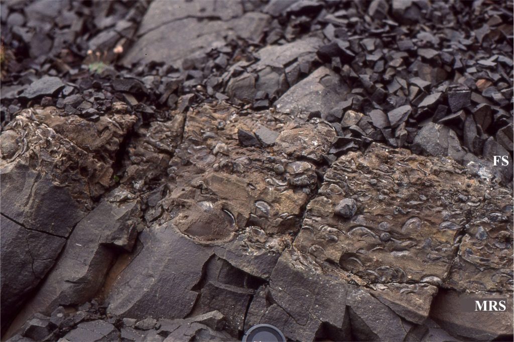 The transgressive part of a typical shelf parasequence; Bivalves and bryozoa abound. The unit is highly calcareous. The underlying sandstones are crossbedded. MRS = maximum regressive surface (or transgressive surface); FS = marine flooding surface. Lens cap bottom centre.