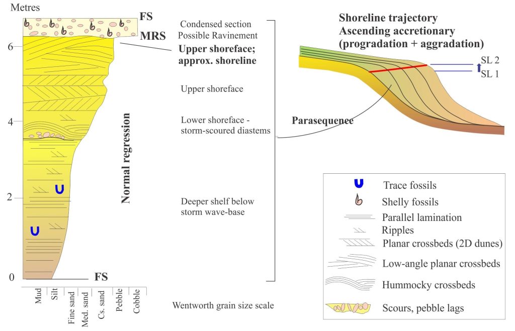 An example of a parasequence that is part of an acretionary, ascending regressive (normal regression in sequence stratigraphic terms). The position of the paleoshoreline is approximate because ravinement has removed some of the section. The trajectory that tracks successive parasequences is shown on the right (red line). FS = flooding surface; MRS = maximum regressive surface.