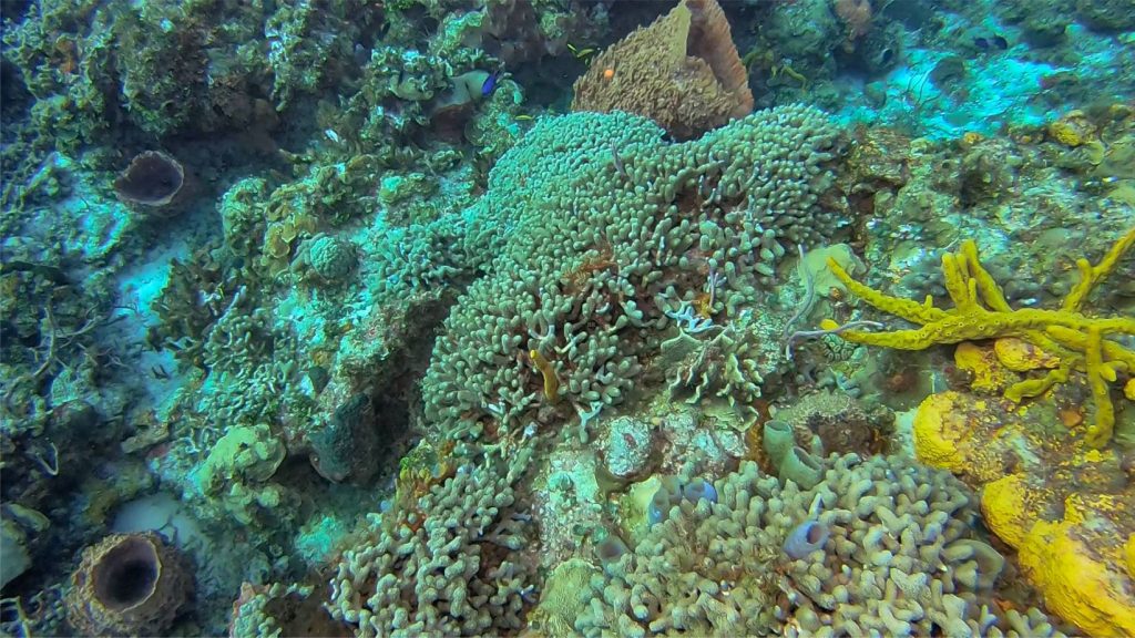 A nice collection of extant sponges living amongst Porites corals in Columbia reef, Cozumel. On the right, yellow tube and entrusting species; lower centre-Left pale blue vase sponges; and lower left and top, three large barrel sponges. 