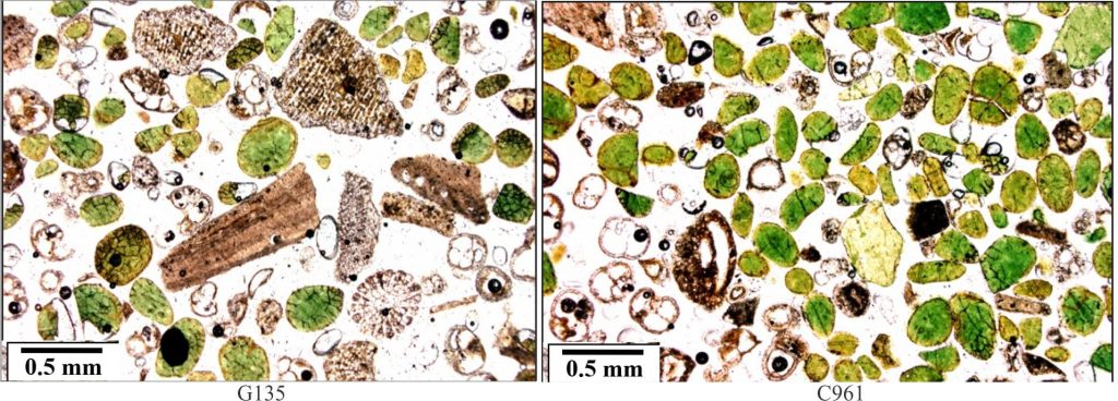 Two samples from Chatham Rise. The dominant morphology of glauconite is peloidal, with a few composite aggregates and some fossil infills (mainly benthic and planktic forams). The range of colours, from yellow-brown to grass green reflects variation in their chemical maturity – darker greens are higher in K (an average 7.2% K) and have greater crystallographic ordering determined from X-ray diffractometry. Those tending towards more brown hues have higher Fe2O3. Many peloids have a brown rim of limonite (Fe2O3). Individual peloids may also show internal colour gradation from lighter green or brown exteriors to darker green interiors. Both images plain polarized light. Images courtesy of Cam Nelson. https://www.geological-digressions.com/contributors/contributions-from-cam-nelson/ -Peloids are ovoid to tabular with smooth surfaces. - Most peloids have quasi-radial or interconnected networks of cracks (dark brown – Fe oxide?). This is a common feature that mechanically weakens the grains such that they are unlikely to survive vigorous reworking or abrasion. - Both examples contain planktic and benthic forams that show the beginnings of Fe-oxide-glauconite chamber linings. - Image left contains fragmented echinoderm plates and spine cross-sections where perforations are partly filled with red-brown Fe oxide-glauconite.