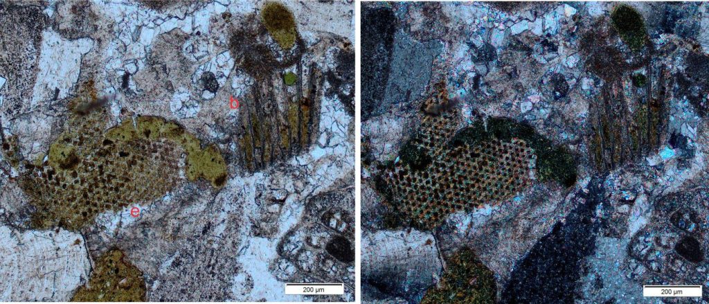 The emphasis in this image pair is glauconite filling invertebrate microporosity: on the left the perforations in an echinoderm plate (e); at centre-right a longitudinal section through bryozoa zooids (b). An irregular, composite mass of glauconite has also formed along the echinoid plate margins also contains silt-sized quartz grains. The bioclasts are cemented by coarse calcite spar. Left – plain polarized light; Right – crossed polars.