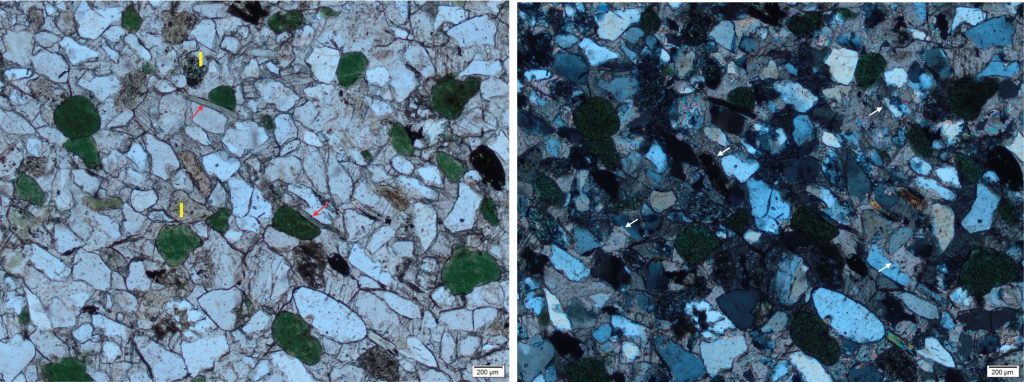 -Glauconite peloids up to 0.5mm across (10%). Some glauconite grains are deformed around stronger quartz and feldspar grains (by compaction). - Quartz grains (70-75%) are mostly monocrystalline (there are a few polycrystalline grains) and show a mix of unstrained and strained extinction. https://www.geological-digressions.com/the-mineralogy-of-sandstones-quartz-grains/ Grains are angular to well rounded, but some of the angularity is due to calcite replacement of quartz (some examples shown by white arrows). - Untwinned K-feldspars (5-10%) show varying degrees of sericite alteration. Some appear superficially like lithic grains. - Lithics (~5-8%). Be careful to distinguish actual lithics from altered feldspar grains. - White micas (1-2% - red arrows) show some alteration to chlorite (bluish interference colours). - The framework clasts and micas have a crude alignment along the top left/bottom right diagonal. - Cement is almost entirely coarse calcite. Contact between the calcite cement and framework grains is irregular, indicating silica replacement.