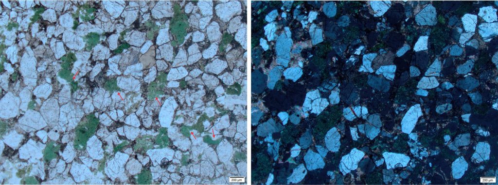 The sandstone framework here is compositionally similar to the arenite above, but note the changes in texture and fabric: -The grains are more densely packed, with significantly less calcite cement and decreased calcite replacement of framework grains. - The original peloidal shape of the glauconite grains has been distorted by compaction around stronger quartz-feldspar and squeezed between some grains (red arrows for some examples). - Compaction has fractured some quartz grains – fractures are filled by calcite and possibly clays.