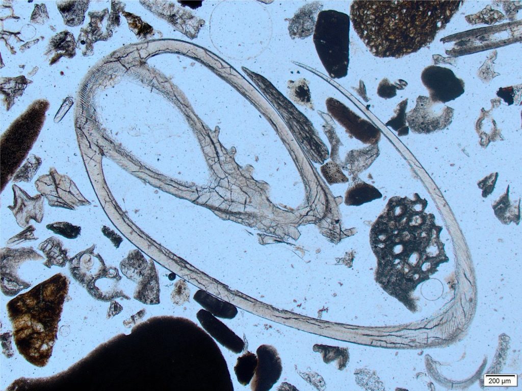 An oblique section through a gastropod, possibly a (pelagic) pteropod. The primary layer is cross lamellar structure. In the bioclastic mix are pellets plus small fragments of bryozoa and barnacles. Plain polarized light. Recent sediment, Three Kings Islands, northernmost New Zealand. Image courtesy of Cam Nelson.