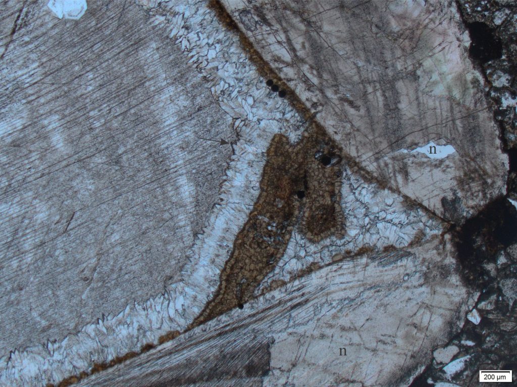 The ventral margin (i.e., opposite the hinged margin) of a bivalve in which the original carbonate has been recrystallized to calcite; note the neomorphic textures (n). The inner layer of (?) foliated carbonate is preserved in relicts outlined by microscopic inclusions of calcite, clay-sized sediment, and possibly altered organic matter. The shell paragenesis began with an initial rind of siderite cement (dark brown) followed by isopachous, scalenohedral calcite (arrow), and finally very coarse sparry calcite. Plain polarized light. Jurassic, northern British Columbia. 