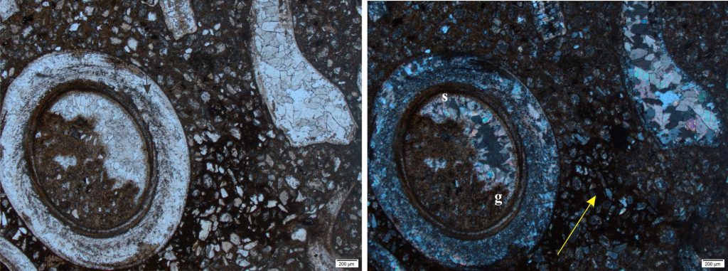 A transverse section of a scaphopod, replaced by neomorphosed calcite spar. The main layer shows remnants of crossed lamellar structure (arrow). The cavity is lined by siderite (s), followed by a rim of small scalenohedral calcite crystals, with the remaining void filled by calcite spar. The cement fill (siderite overlain by calcite spar) also presents a geopetal structure (g), where stratigraphic top was to the top right (yellow arrow). The fragment top right could be either mollusc or brachiopod – recrystallization of the calcite has obliterated original defining textures. Left, plain polarized light; Right, crossed polars. Jurassic, northern British Columbia. 