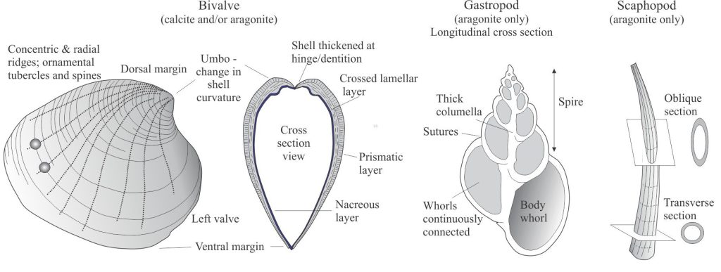 In thin section, the distinction among mollusc classes and species often relies on a few basic morphological elements that may be preserved in larger shell fragments. 