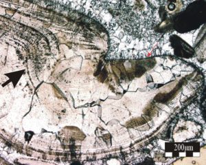 A Pliocene bivalve sectioned to show the hinge line (red arrow) and umbo. The original aragonite has been replaced by coarse neomorphic calcite spar, but remnants of the original foliated or crossed lamellar layers persist (black arrow). Plain polarized light. Image courtesy of Vincent Caron.