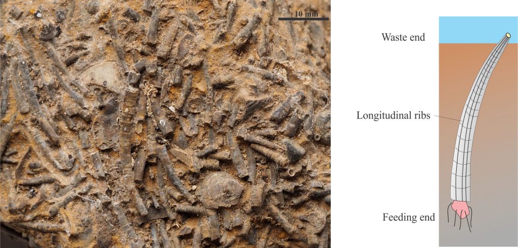 Hand specimen view of a Jurassic seafloor littered with scaphopod shells plus a few small brachiopods and bivalves (Northern British Columbia). The shells show a crude current alignment. Cartoon on the right depicts a scaphopod in feeding position beneath the sediment-water interface. Apparently, they like to eat foraminifera. 