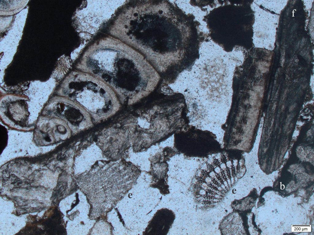 A small, turreted gastropod. The main layer is prismatic aragonite. There is a thin foliated layer between each whorl. The whorl cavities are also lined with fibrous aragonite cement. In the bioclastic mix are echinoderm spines (e), barnacle fragments (b), and a couple of bivalve or gastropod fragments (f) with well-defined foliated structures. Plain polarized light. Recent beachrock, Hawaii. 