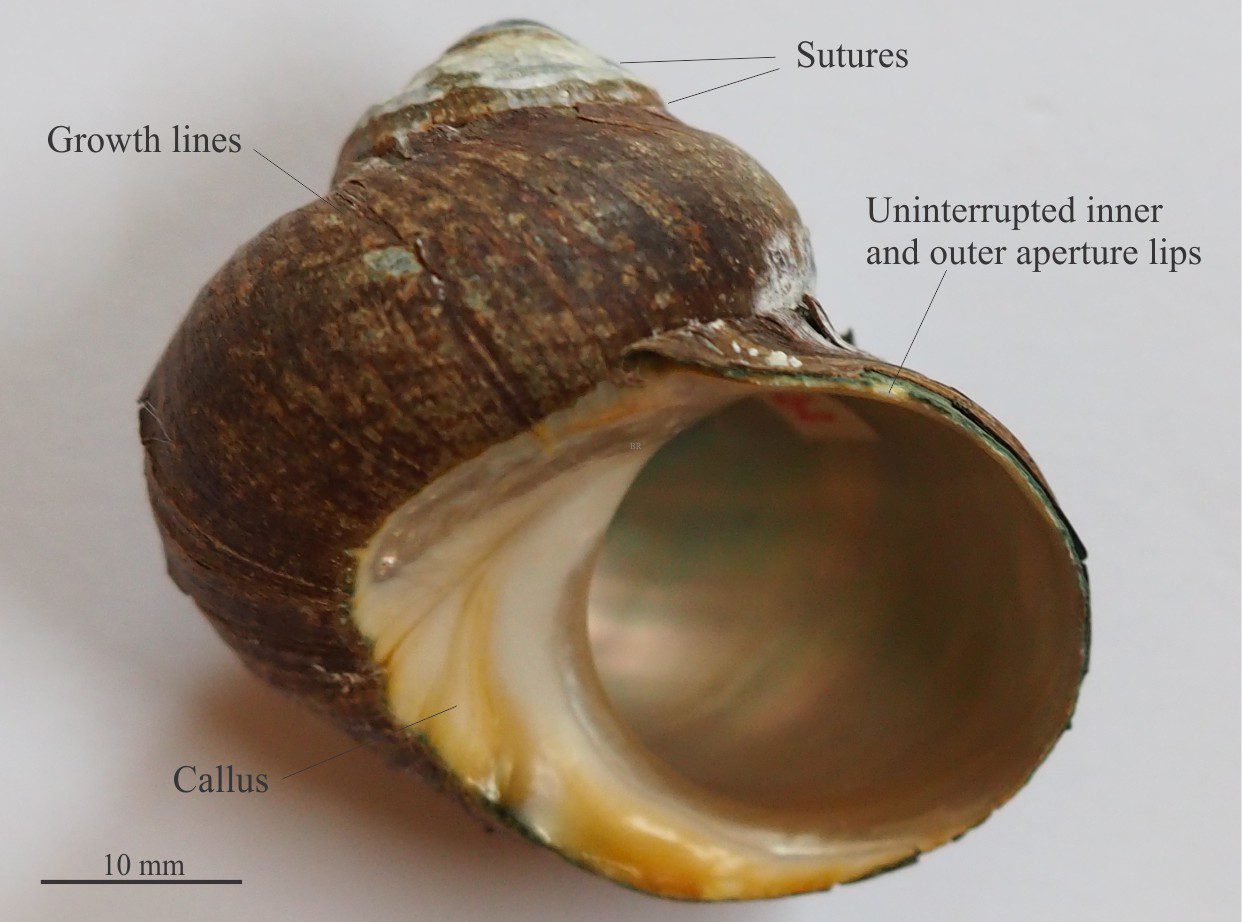 Gastropod shell morphology for sedimentologists - Geological Digressions