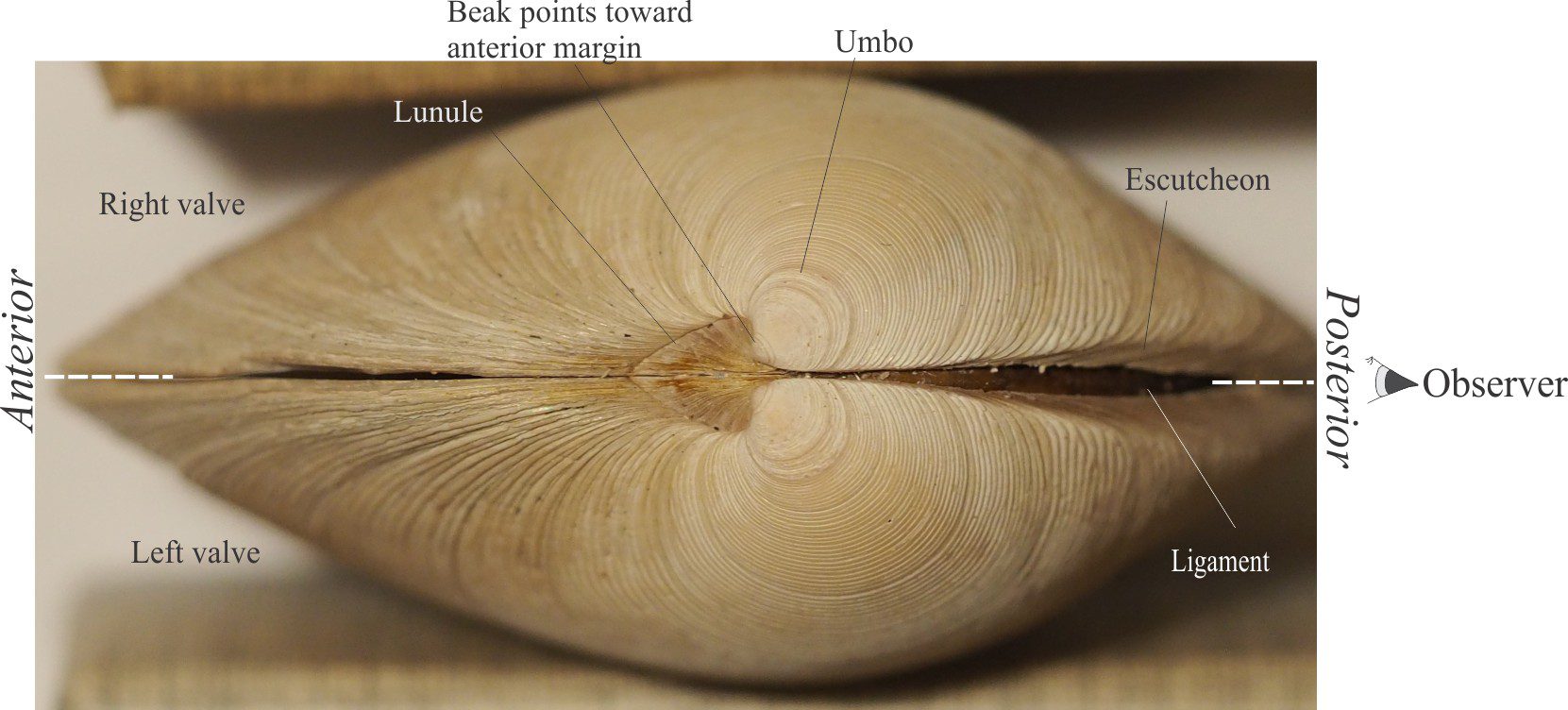 adductor muscles bivalves