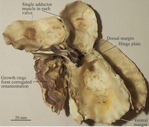 A cluster of oyster shells (Ostrea) cemented to one another. Each has a single adductor muscle. The smaller lids are missing (probably the left valves).