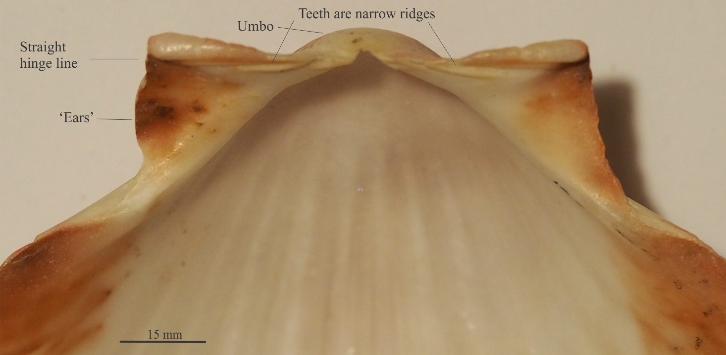 adductor muscles bivalves