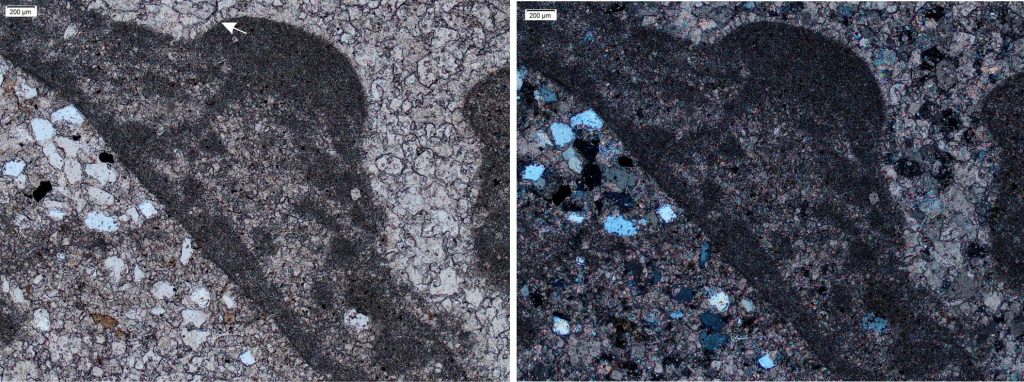 Typical clotted texture in neomorphosed micritic dolostone. Remnants of the original cryptalgal layering are still visible. The central laminate fragment occurs with other rip-ups and disrupted, overturned microbial mats. Although less obvious, the clotted texture extends into the surrounding field of (slightly sandy) dolomite spar. Most of the crystal boundaries are irregular and embayed, indicating that neomorphism was pervasive. There are hints of relict isopachous cements on the cryptalgal fragment rims (arrows) but I cannot determine their original composition based on optical microscopy alone. Tindir Group, Alaska. Left: Plain polarized light. Right: Crossed polars.