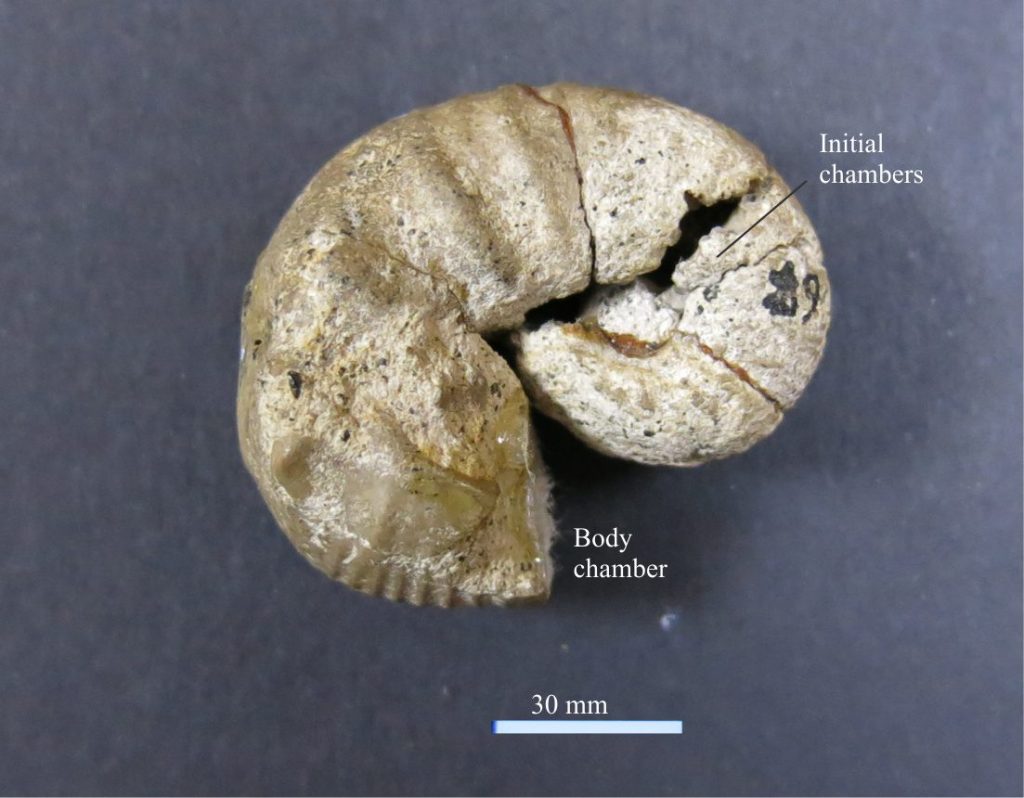 Scaphites A common Upper Cretaceous, heteromorphic taxon, with heavy ribs on the inner part of coils that appear to branch towards the outer coil margin. Photo courtesy of Annette Lockier, University of Derby. 