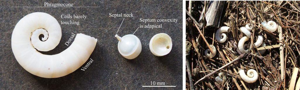 Left: The ‘Ram’s horn shell’, Spirula spirula, a loosely coiled (coils barely touching), chambered, internal shell of a small species of squid. The middle fragment shows the calcareous septal neck (a small aragonite tube) extending from the convex side of the septum, that supported the soft siphuncle. The right fragment shows the corresponding port through which the siphuncle extended. The end chamber is anterior; the outer convex shell margin below is ventral; the inner concave margin is dorsal. Spirula shells are composed of aragonite. Right: A collection of Spirula spirula entangled in other flotsam and jetsam (seaweed, wood, plastic) that accumulated along a high tide berm.