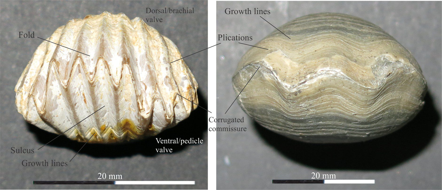 Brachiopod morphology for sedimentologists - Geological Digressions