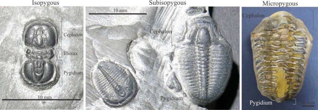 Differentiation of the cephalon, thorax and pygidium in three different trilobite taxa. Left: A Cambrian, isopygous Agnostus species; there are only two thoracic segments in this genus. Middle: A subisopygous Ptychoparia. Right: Calymene a common Silurian genus characterised by a very small pygidium that in this specimen is curled under the thorax. All photos courtesy of Annette Lokier, University of Derby.