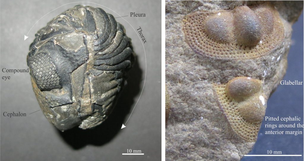 Left: This rolled Calymene specimen contains an excellent view of a compound eye and its individual lenses. Right: Cephalon of the genus Onnia (Mid-Upper Ordovician) show the arrangement of the eyes and central glabella. The apron around the cephalon margin contains concentrically organized pits. Photos courtesy of Annette Lokier, University of Derby.