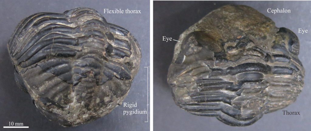 Flexibility among the thorax segments allowed trilobites to assume certain bodily contortions, the most important being an ability to roll into a protective ball. This example of Calymene contortion shows a pygidium view (left) and a cephalon view – in the latter the two eyes are clearly visible. Photos courtesy of Annette Lokier, University of Derby. 