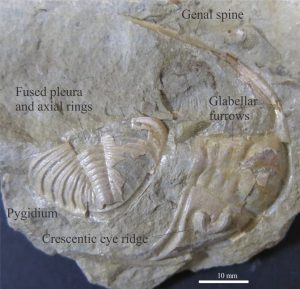 A discombobulated Dalmanites carapace, separated into a pygidium and cephalon. The cephalon contains a concentric eye ridge, furrowed glabella, and a prominent genial spine. Photo courtesy of Annette Lokier, University of Derby.