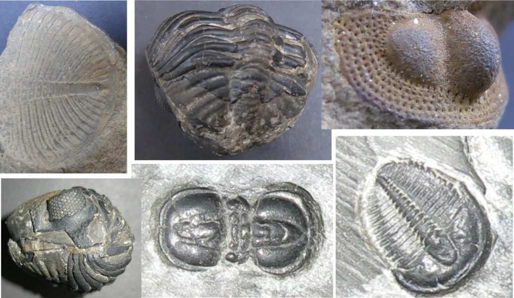 A montage of some trilobite specimens used in this article