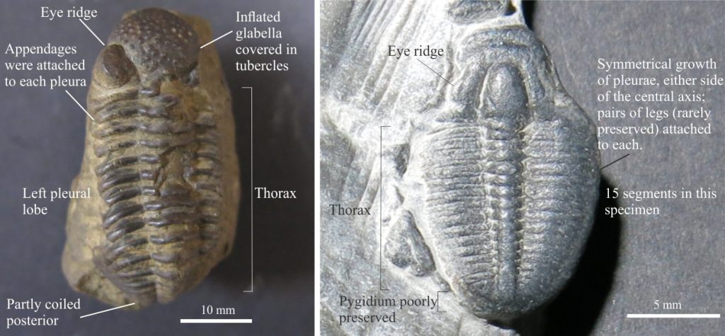 Left: Phacops is a common Silurian through Devonian genus. The pygidium and lower part of the thorax are in this specimen are curled ventrally. The thorax contains at least 14 segments. Right: This Ptychoparia is a good example of the bilateral symmetry of pleural lobes about the central axial lobe. The thorax has 15 segments. Photos courtesy of Annette Lokier, University of Derby.