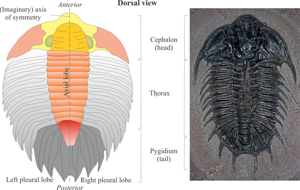 Left: An outline of the main components of a trilobite carapace and its bilateral symmetry, sketched from a photo of Arctinurus boltoni. Right: For comparison an image of a Middle Cambrian Olenoides, from Utah (American Museum of Natural History collection). It is 9cm long.