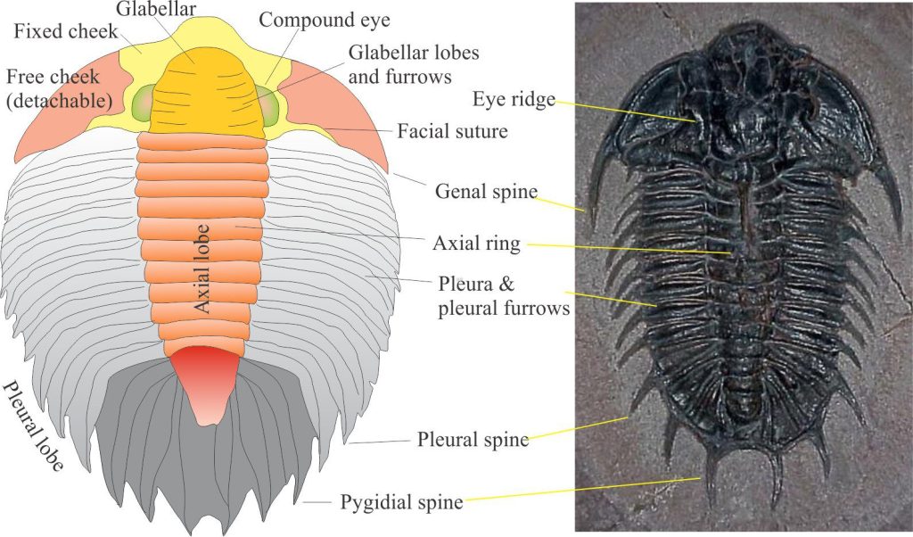 Same critters as the image above, showing the commonly preserved elements of trilobite carapace morphology.