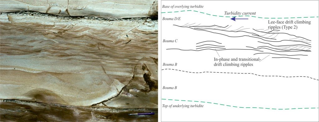 The turbidite here is a compound unit with an erosional discordance between two B division sandstones. The C division contains a complex array of climbing ripples – ripples near the base are either in-phase or transitional between in-phase and drift phase. The upper ripple sets are mostly drift-type (Type 2 of Jopling and Walker). This suggests a decrease in the suspended sediment load where the upper Type 2 sets indicate a higher ratio of bedload deposition. From the Lower Miocene Waitemata Basin, Auckland. 