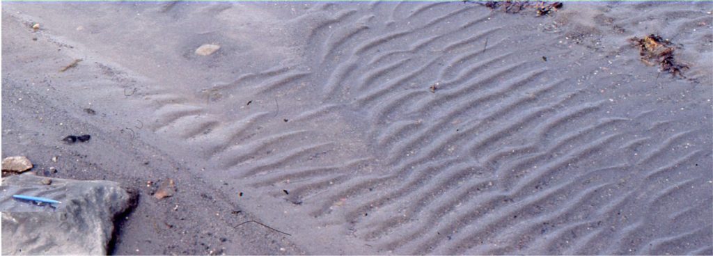 Recent catenary and straight crested ripples in a shallow, ephemeral stream. Flow to the lower right. Ripple amplitudes are 10-15 mm, and wavelengths 80-100 mm. Pen for scale.