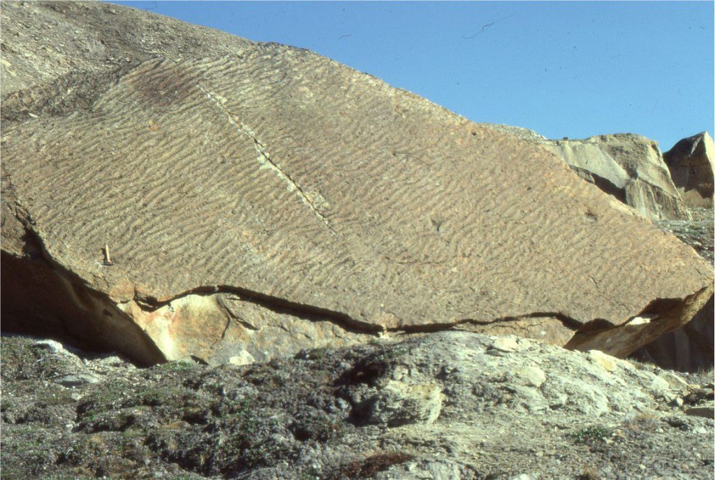 Bedding plane exposure of straight crested ripples, including a few that are bifurcated, that formed on an Eocene tidal flat. Paleoflow was consistently to the upper left. Ripple amplitudes and wavelengths are similar to the modern analogues. Ellesmere Island.