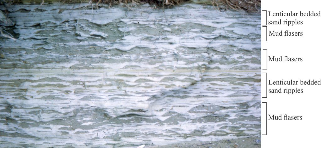 Lenticular and flaser bedding in Late Pleistocene intertidal – estuarine deposits. The sand ripples are dark grey hues, the mudstones pale grey. Manukau Harbour, west Auckland. Coin diameter at lower center is 25 mm.