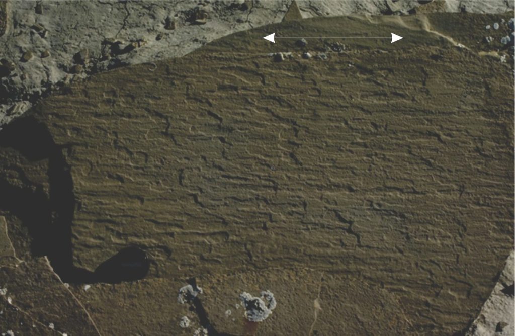 Parting lineation in Paleogene distributary channel deposits, Canadian Arctic. Resolution of actual paleoflow direction can only be determined from associated crossbed lithofacies.